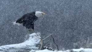 Yellowstone: One-Fifty: 1×2